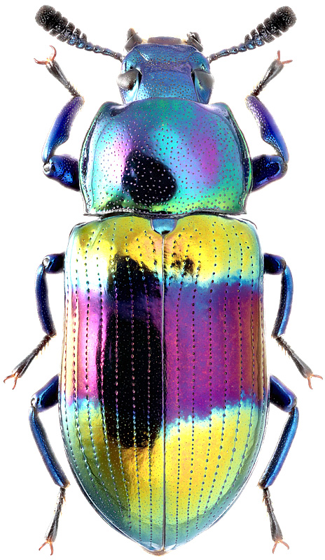 Augolesthus purpureofasciatus Motsch., 1878