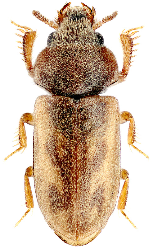 Augyles obliteratus Kiesenwetter, 1843