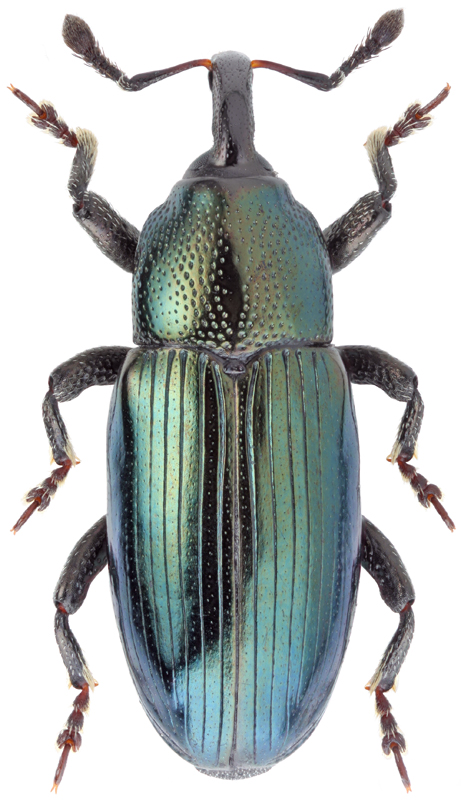 Aulacobaris coerulescens Scop., 1763