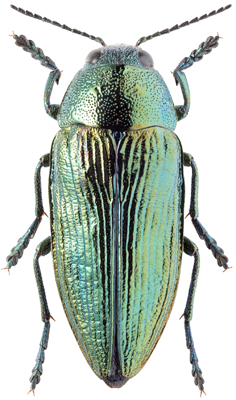 Buprestis haemorrhoidalis sibirica Fleisch., 1887