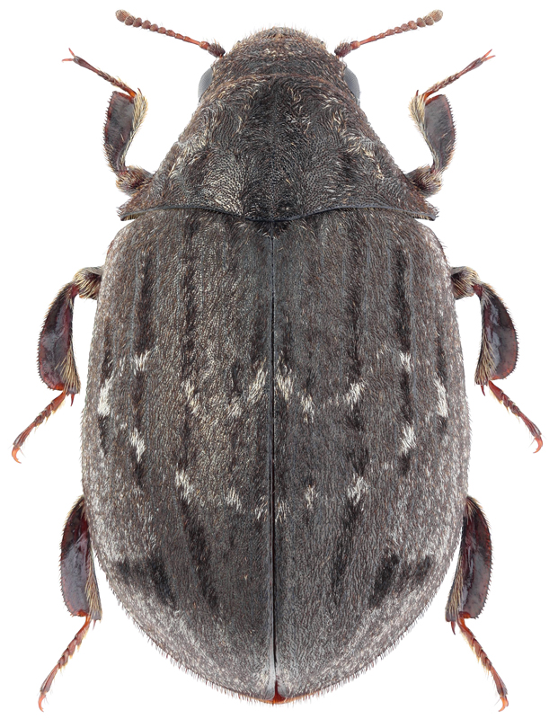 Byrrhus fasciatus Foerst., 1771