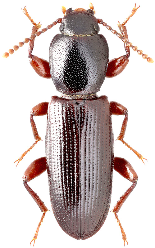 Centorus crassipes F.-W., 1844