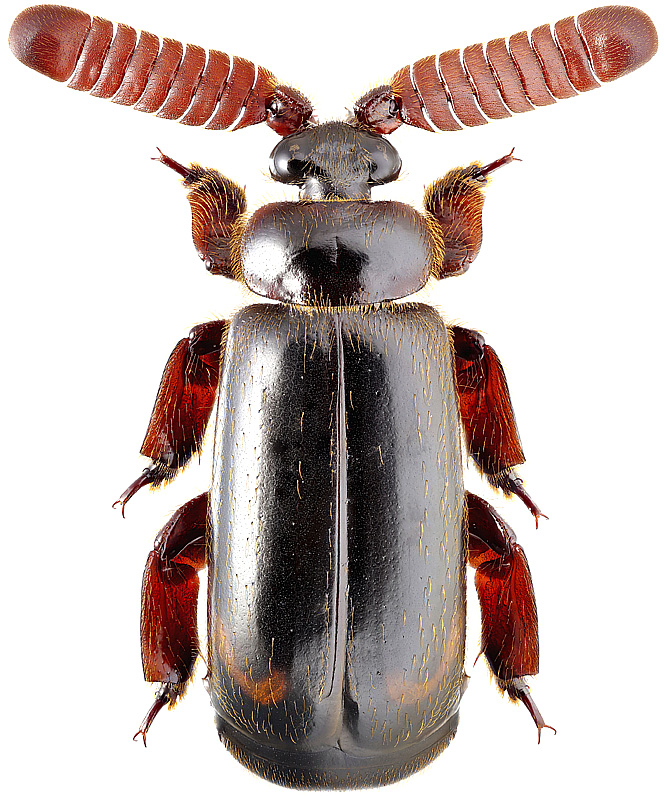 Cerapterus pilipennis Wasmann, 1922