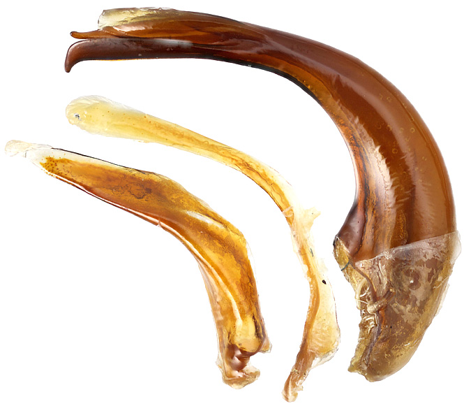 Cerapterus pilipennis Wasmann, 1922