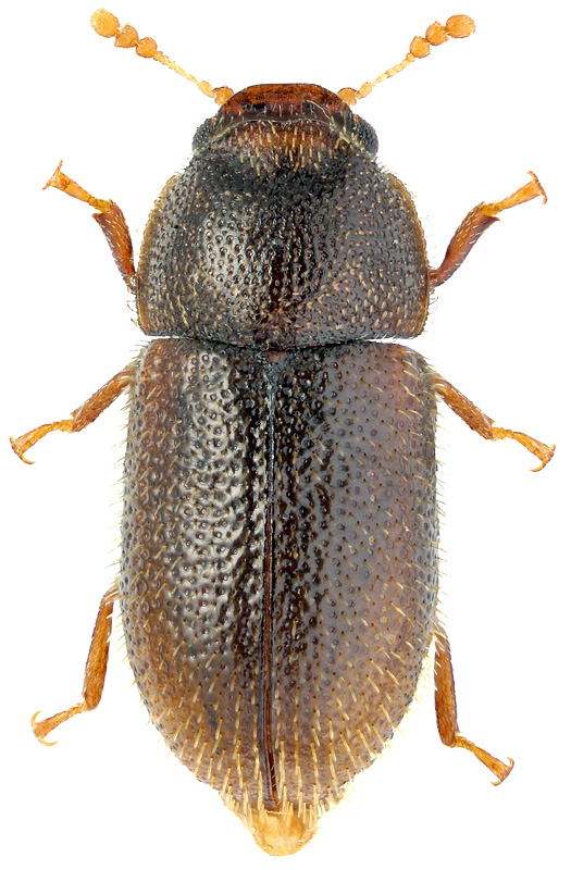 Cis japonicus Nobuchi, 1955