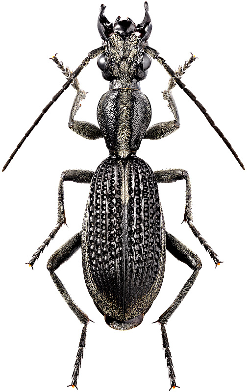 Cypholoba caillaudi biscutellata Fairm., 1887