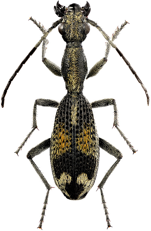 Cypholoba tenuicollis Chaud, 1878