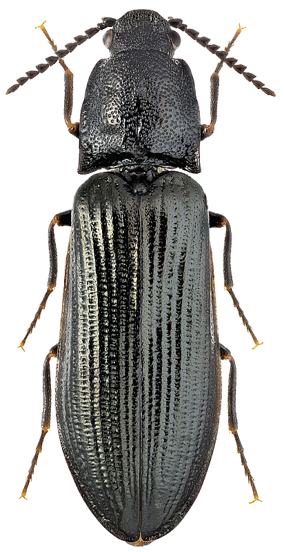 Denticollis borealis Payk., 1800