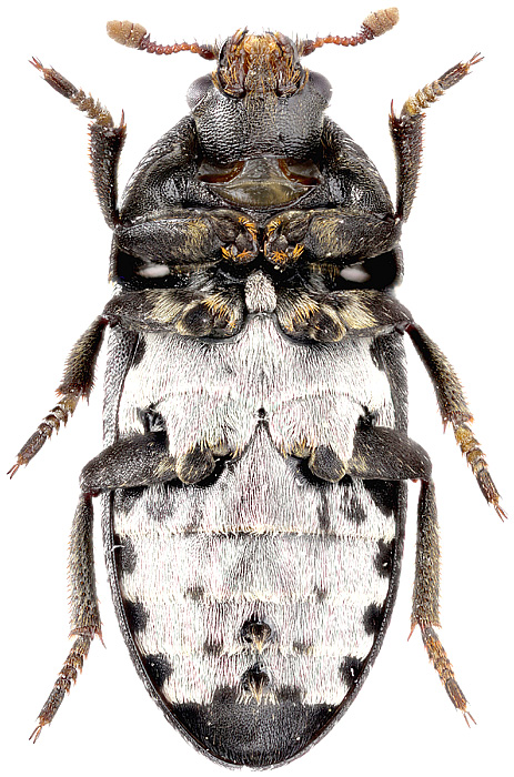 Dermestes laniarius Ill., 1810 (  )