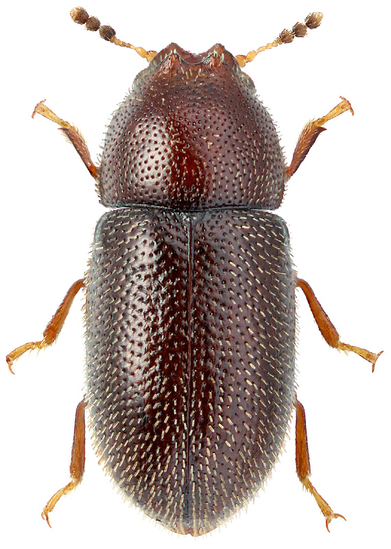 Ennearthron cornutum Gyll., 1827