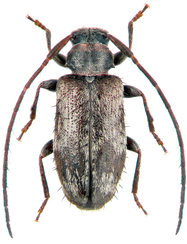 Exocentrus tsushimanus Hayashi, 1968