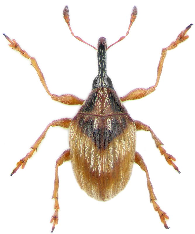 Nanomimus hemisphaericus Ol., 1807