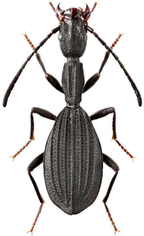Netrodera formicaria Erich., 1843
