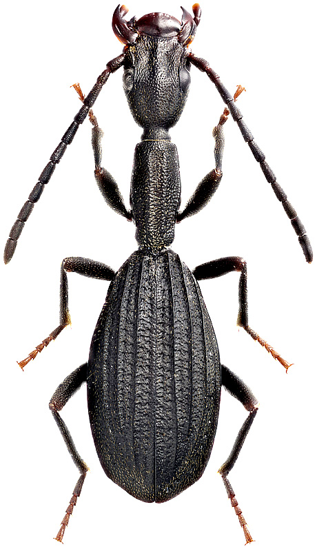 Netrodera formicaria Erich., 1843