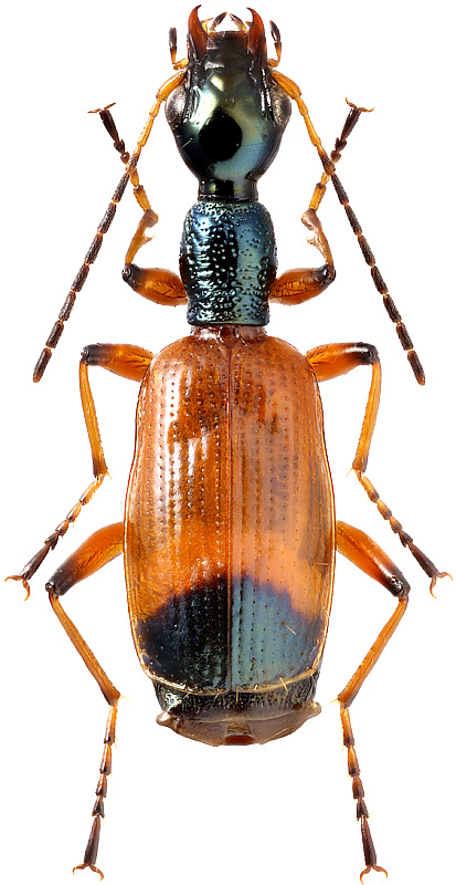 Odacantha melanura L., 1767