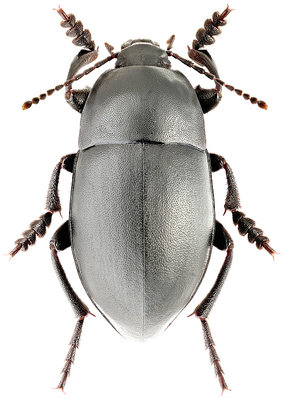 Oodescelis melas F.-W., 1823