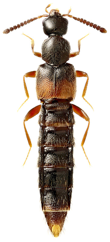 Phloeopora teres Grav., 1802
