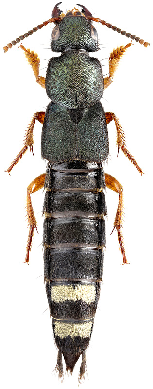 Platydracus fulvipes Scop., 1763