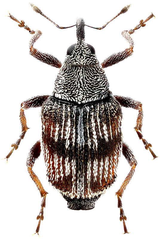 Protoxyonyx subfenestratus Voss, 1967