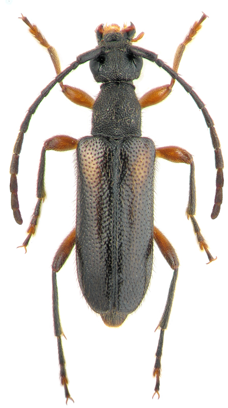 Pseudalosterna elegantula Kr., 1879