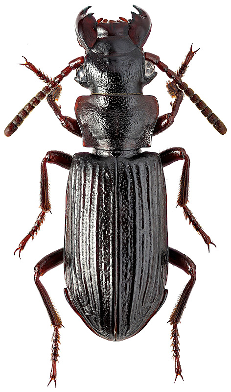 Pseudozaena orientalis opaca Chaud., 1868