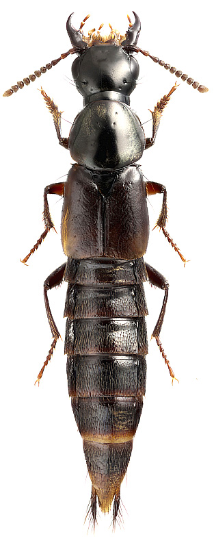 Quedionuchus glaber (O.F.Mueller, 1776)