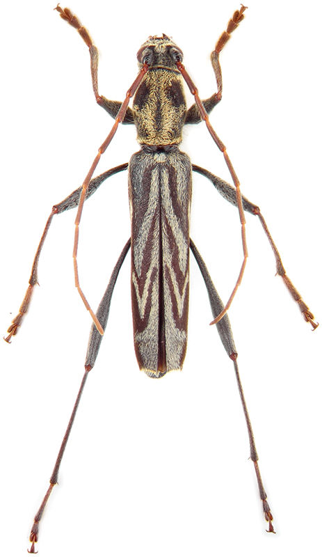 Rhabdoclytus acutivittis (Kr., 1879 )