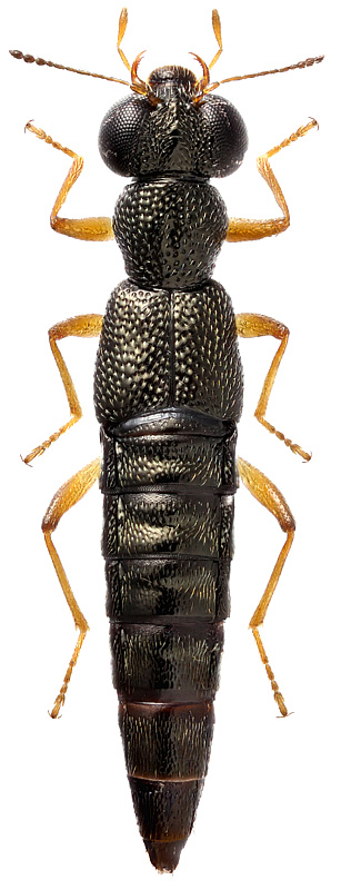 Stenus ludyi Fauv., 1886