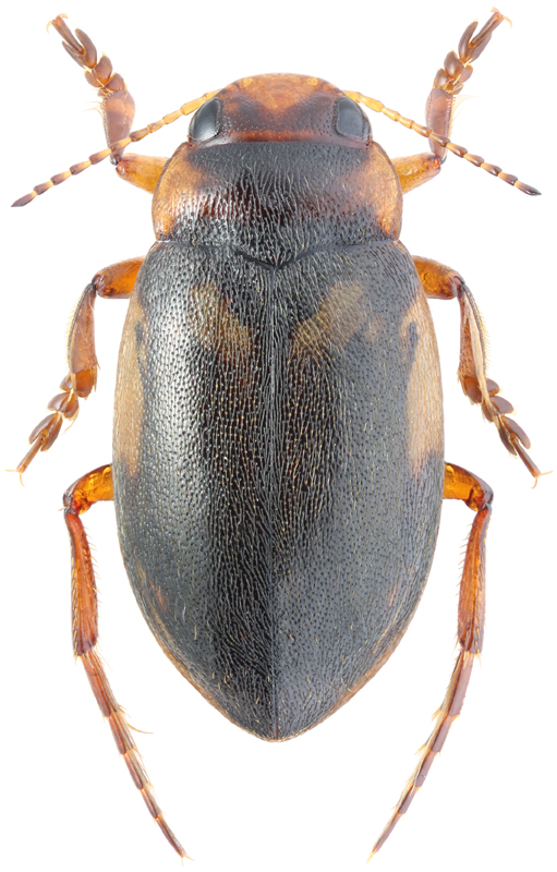 Suphrodytes figuratus (Gyllenhal in C.R.Sahlberg, 1826)