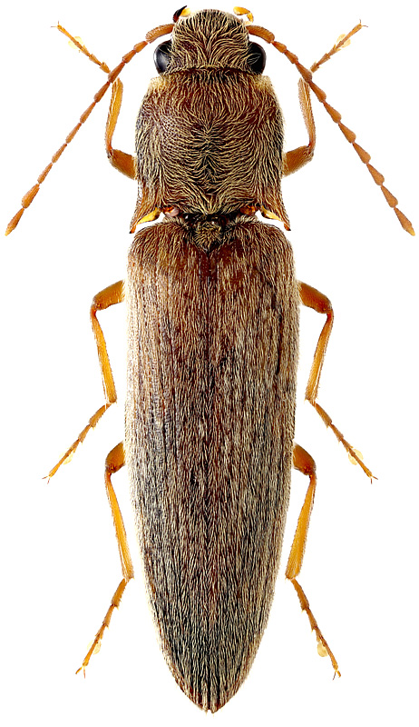 Synaptus filiformis F., 1781
