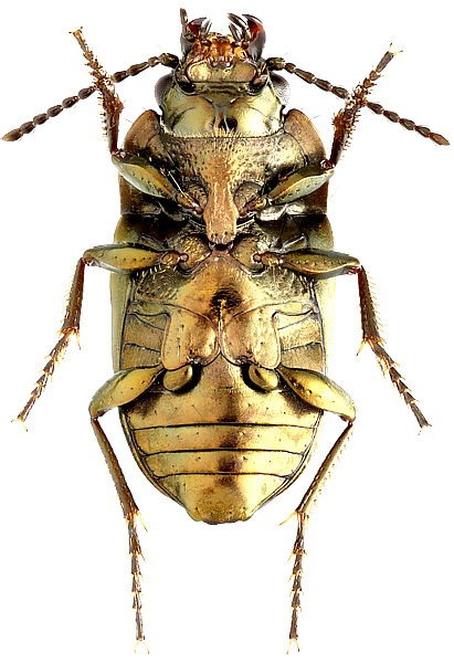 Systolosoma breve Solier, 1849