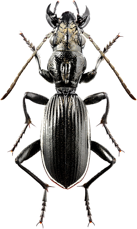 Termophilum limbatum Dej., 1831