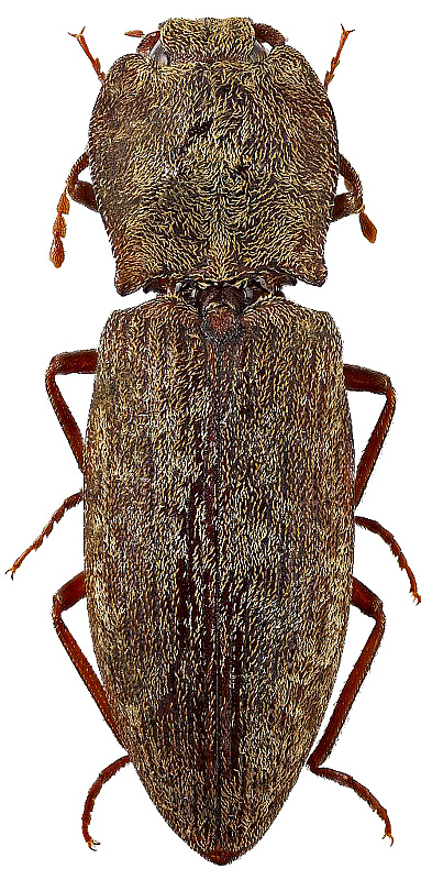 Agrypnus cordicollis Candèze, 1865