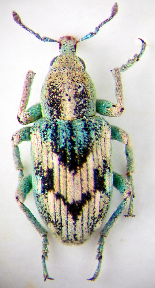 Coniatus splendidulus