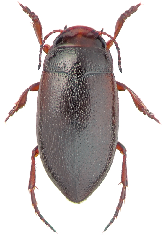 Hydroporus tristis Payk.