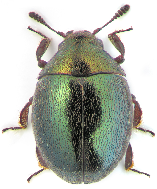 Lamprobyrrhulus nitidus (Schaller, 1783)