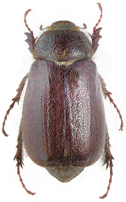 Lasiopsis crenicollis Motsch.