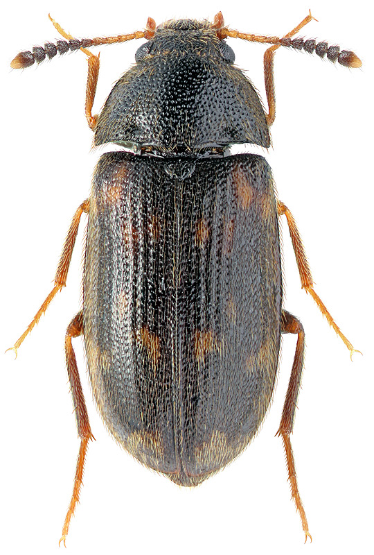 Mycetophagus pustulosus Rtt., 1889