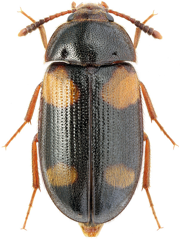 Mycetophagus quadripustulatus L., 1758