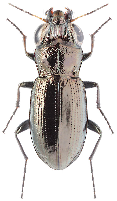 Notiophilus laticollis Chaud., 1850