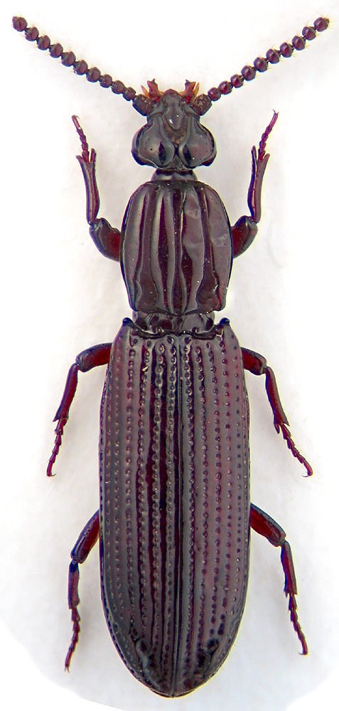 Ommoglymmius germari Ganglb.