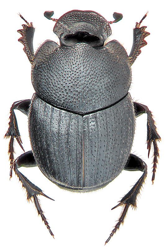 Onthophagus semicornis Pz.