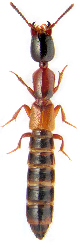 Xantholinus tricolor