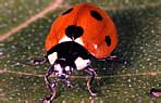 Coccinellidae