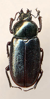 Platycerus caucasicus, female