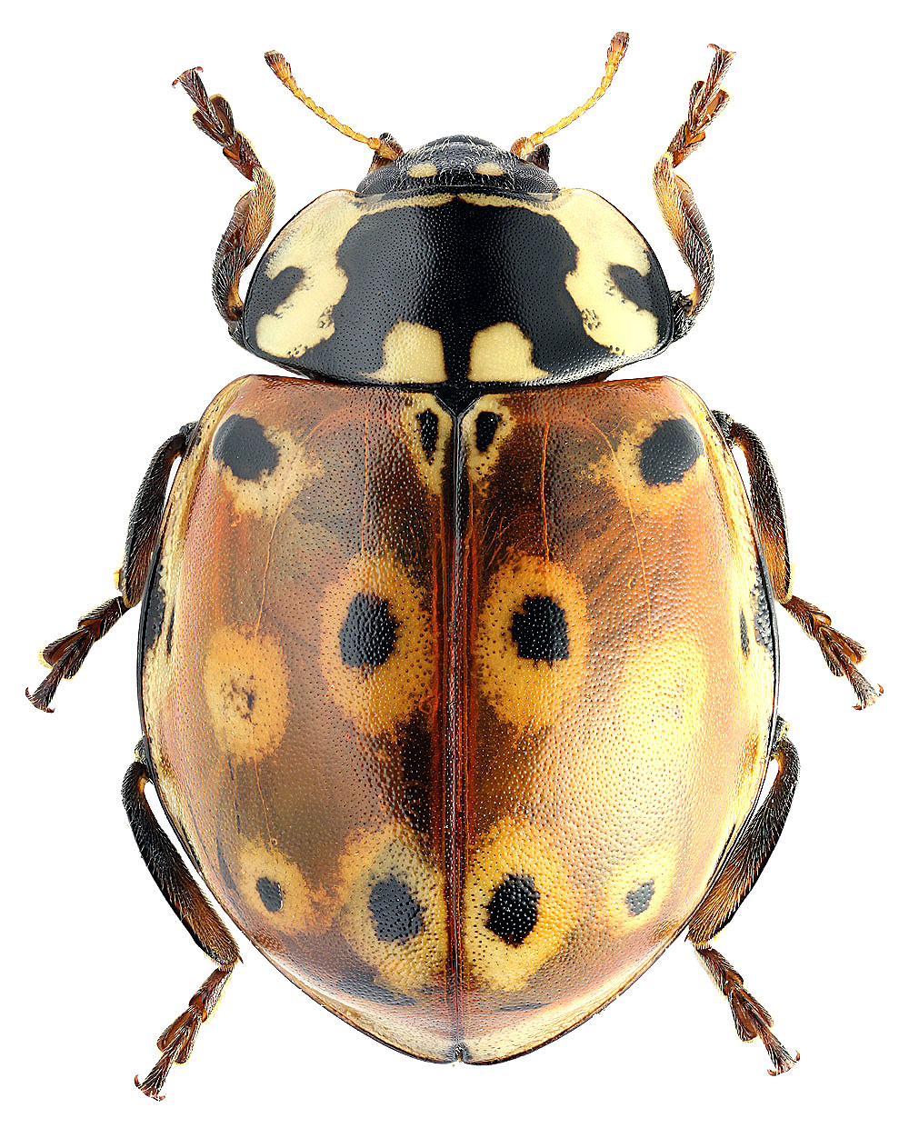 Anatis ocellata (Linnaeus, 1758)