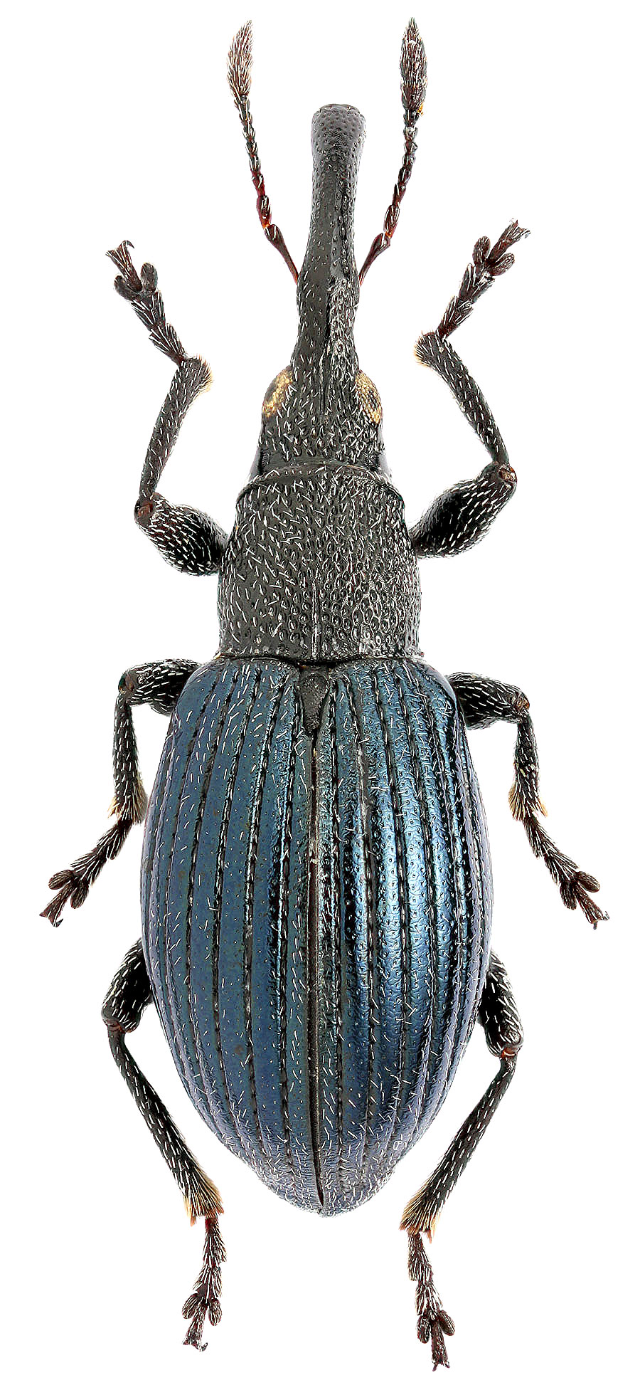 Aspidapion validum (Germar, 1817)