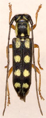 Menesia sulphurata