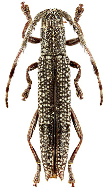 Cerambycidae: Ectatosia invitticollis Breun.