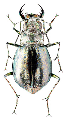 Carabidae: Eurymorpha cyanipes Hope